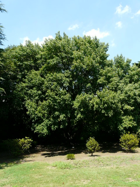 e0145782_173094.jpg