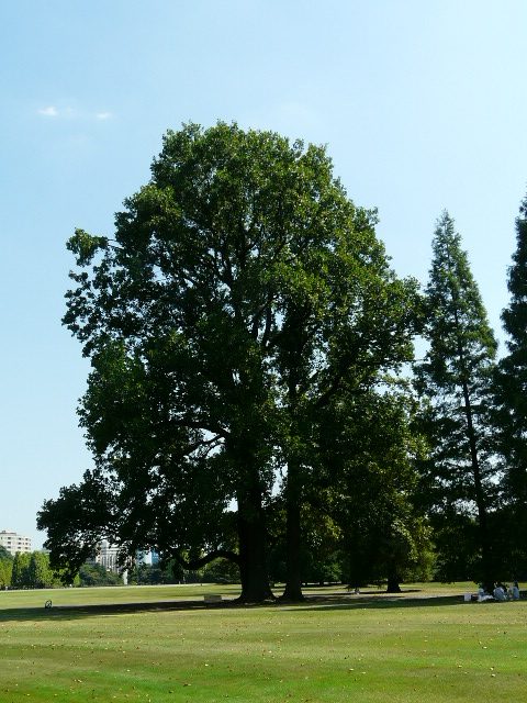 e0145782_1741144.jpg