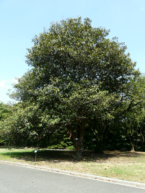 e0145782_1745291.jpg