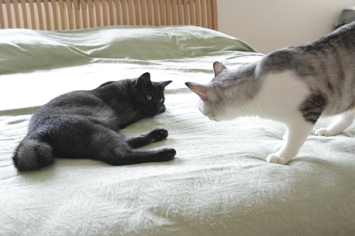 静かにお昼寝できるのかな・・・・ 先にベッドにいた小僧と、後から来たお坊ちゃん