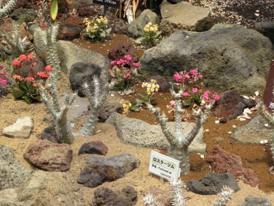 c0086895_14402380.jpg