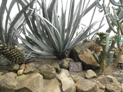c0086895_1441130.jpg