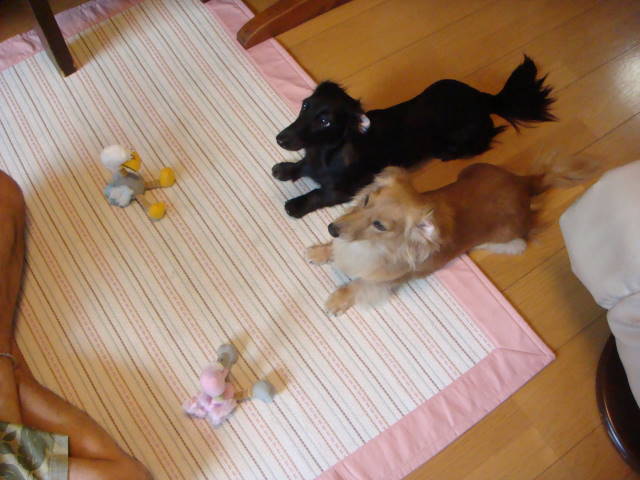 d0098295_22533816.jpg