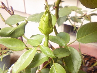 e0098908_23165369.jpg