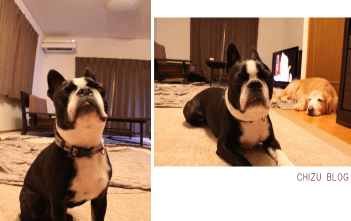c0017311_8464232.gif