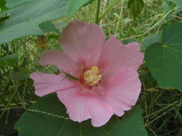 e0081334_169199.jpg