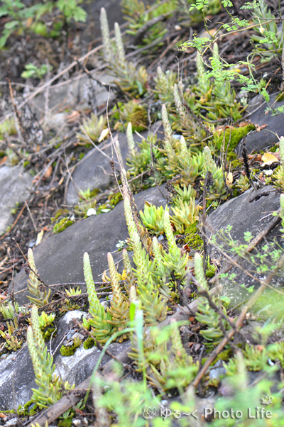 e0166059_6482019.jpg