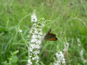 c0186463_17174534.jpg