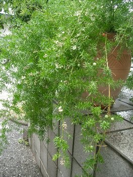 c0186463_17212411.jpg