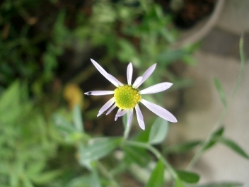 c0186463_1763335.jpg