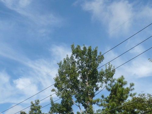 a0063364_22405866.jpg