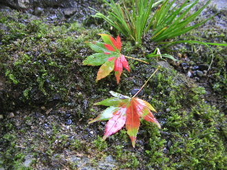 b0175571_11241542.jpg