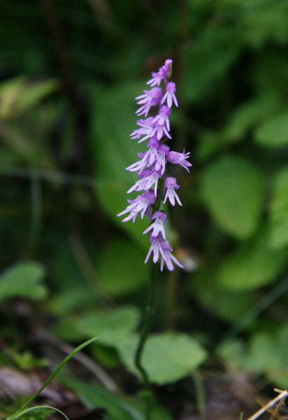 f0181173_1573292.jpg