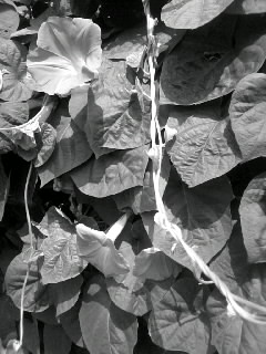 f0100480_21402087.jpg