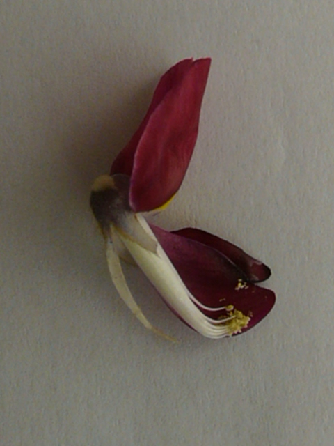 e0145782_17115014.jpg