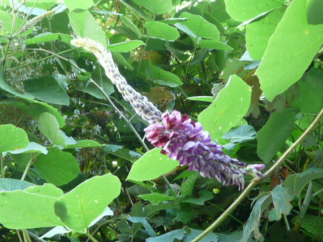 e0145782_1792669.jpg