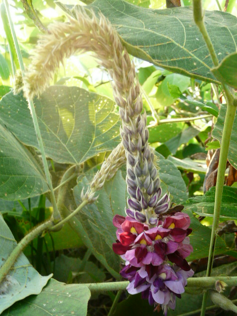 e0145782_1794990.jpg