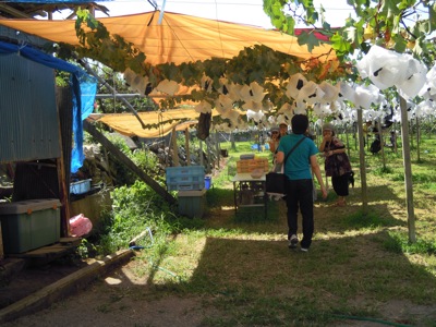 d0044986_224157100.jpg