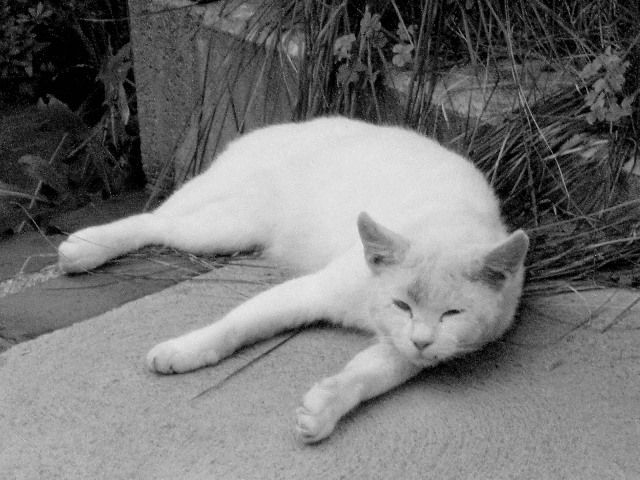 a0007388_15584599.jpg
