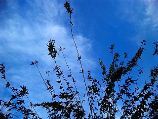 b0080189_1748329.jpg