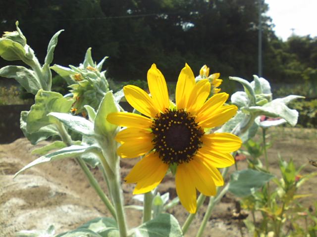 f0077595_12292447.jpg