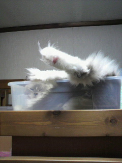 f0106823_2011298.jpg