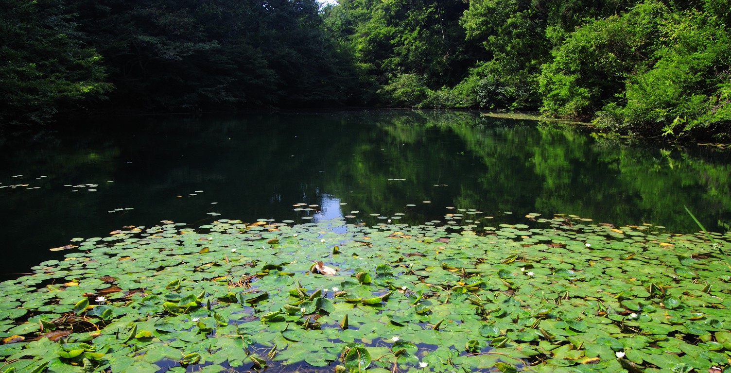 e0055138_1134917.jpg