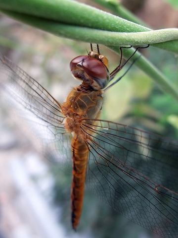 e0045768_21571898.jpg