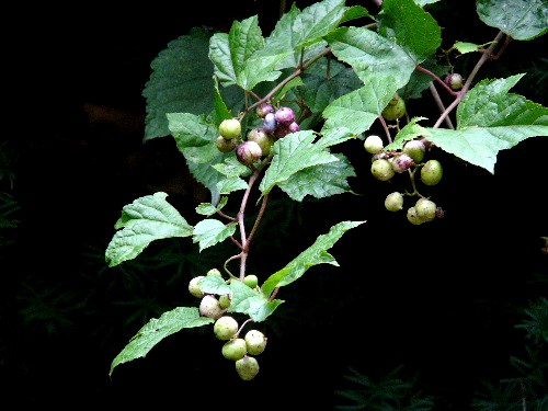 d0084473_20572227.jpg