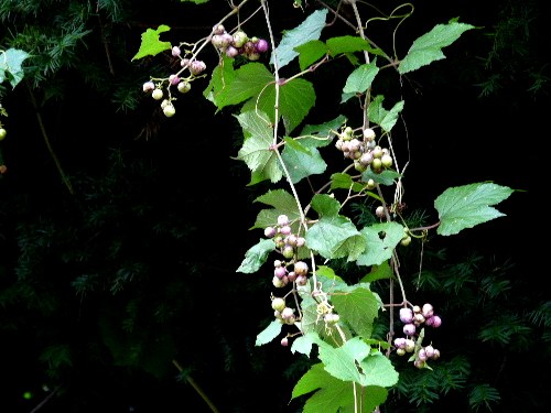 d0084473_20573280.jpg