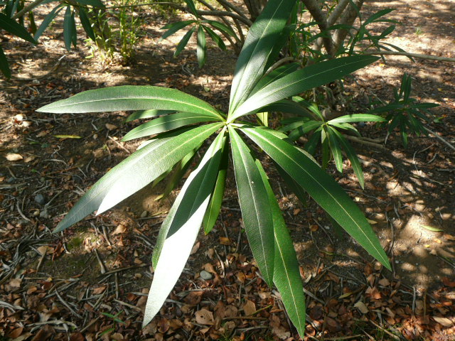 e0145782_18132580.jpg
