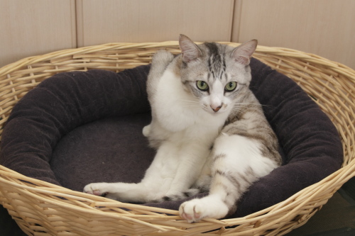 見学するの? ベッドに座ったお坊ちゃん