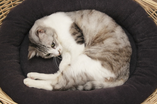 そんなつもりはなかったけれど 何かに気付いたお坊ちゃん
