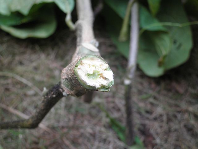 f0130894_17255422.jpg
