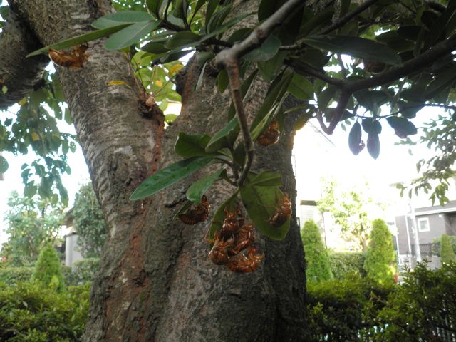 f0130894_1727023.jpg