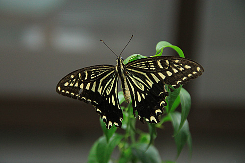 b0014607_20152032.jpg