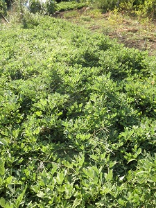 e0095517_014778.jpg