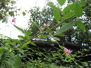 f0139520_14114132.jpg