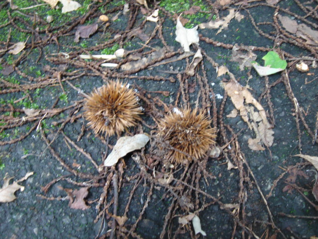 e0151566_0151081.jpg
