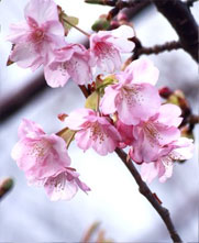 sakura.jpg