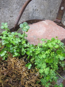 c0208974_1714680.jpg