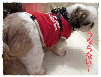 f0213476_573870.gif
