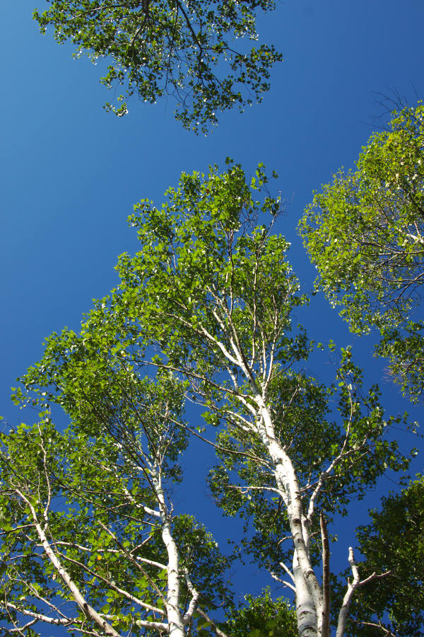 b0083779_22503823.jpg