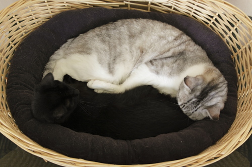 猫ベッドにぴったりおさまるお坊ちゃんと小娘２