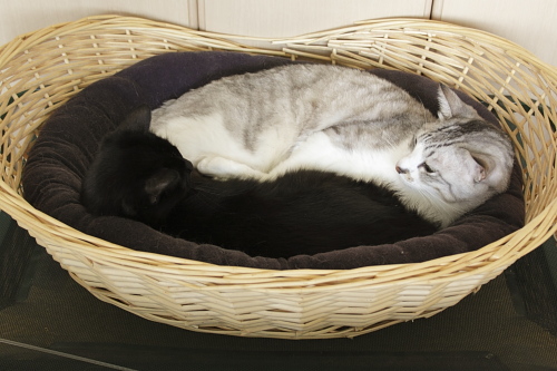 猫ベッドにぴったりおさまるお坊ちゃんと小娘