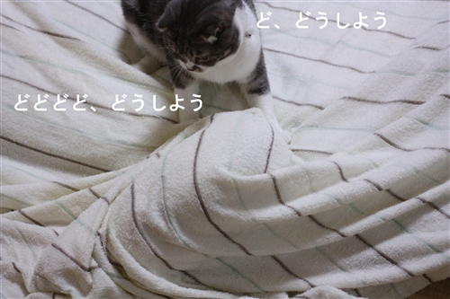 e0149299_21172286.jpg