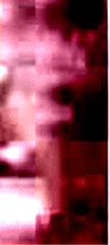 e0103408_1415032.gif