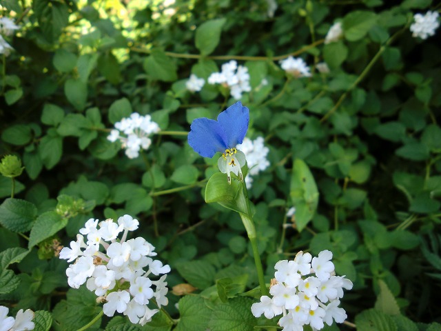 d0037110_14412576.jpg