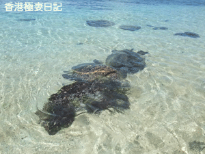 f0190653_11154291.gif