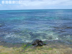 f0190653_1118532.gif